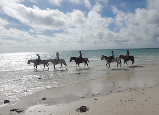 the-bahamas/lucaya/landmark/pinetree-stables