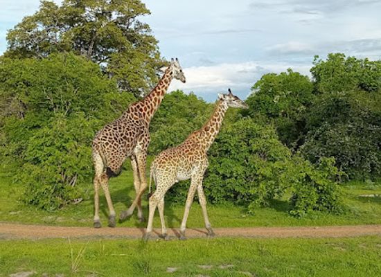 zambia/north-western-province/landmark/south-luangwa-national-park