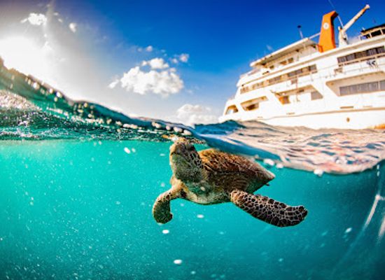 australia/cairns/landmark/reef-encounter