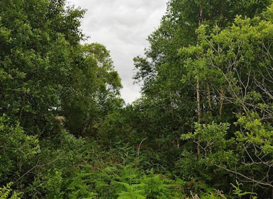 ireland/county-roscommon/landmark/the-old-bog-road