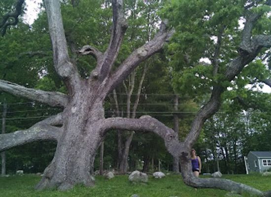 connecticut/eastern-connecticut/landmark/dewey-granby-oak