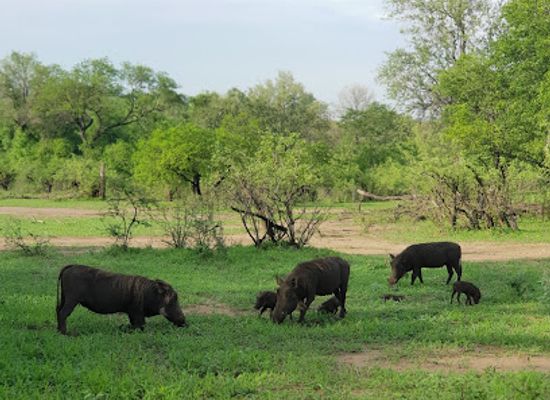 malawi/majete-wildlife-reserve/landmark/majete-wildlife-reserve-and-african-parks-head-quarters