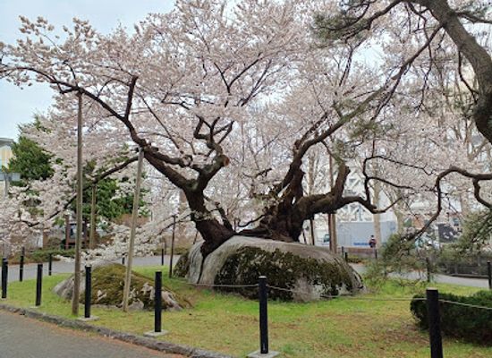 japan/tohoku/landmark/ishiwarizakura-the-rock-splitting-cherry-tree