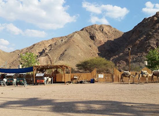 israel/eilat/landmark/camel-ranch-eilat