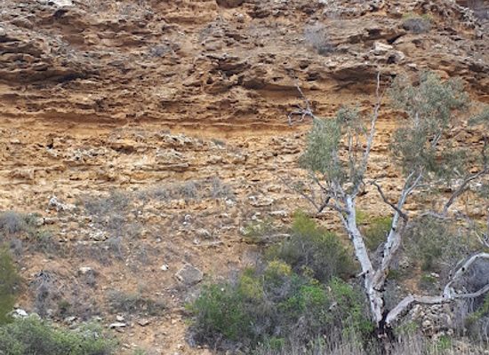 australia/riverland/landmark/four-knots-murray-river-cruises