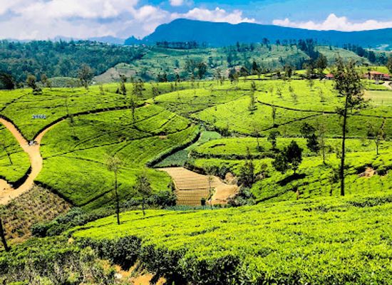 sri-lanka/nuwara-eliya/landmark/pedro-tea-estate