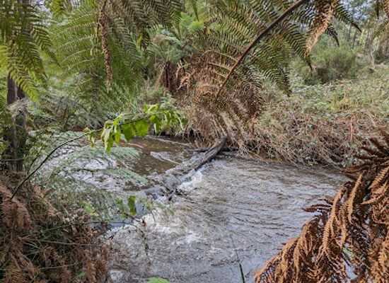 australia/gippsland/landmark/loch-valley-tramway-walk