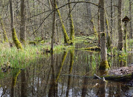 poland/kampinos-national-park/landmark/kampinos-forest
