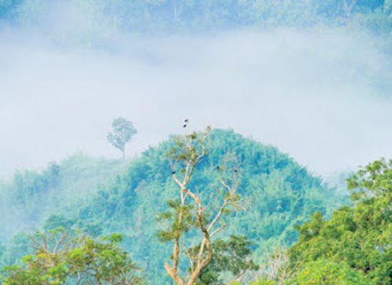 bangladesh/sajek-valley/landmark/kasalong-reserve-forest