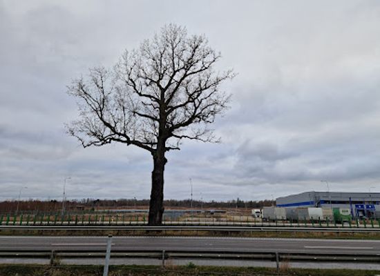lithuania/aukstaitija/landmark/rykantai-oak