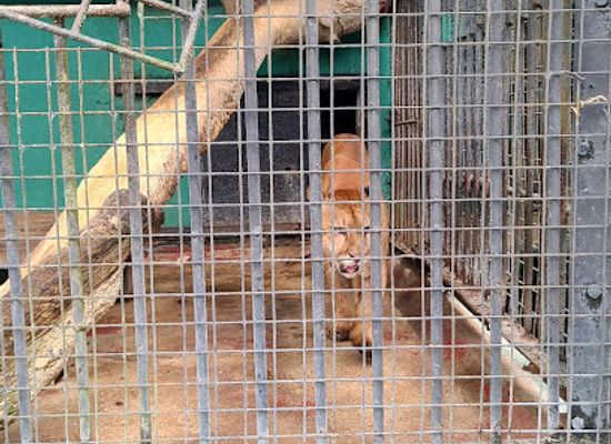 guyana/essequibo-islands-west-demerara/landmark/guyana-zoo