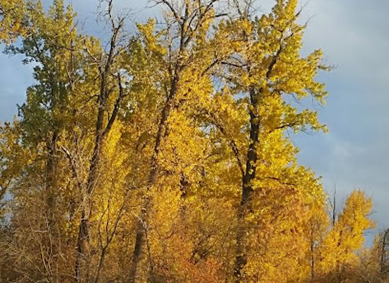 montana/kalispell/landmark/leisure-island-park