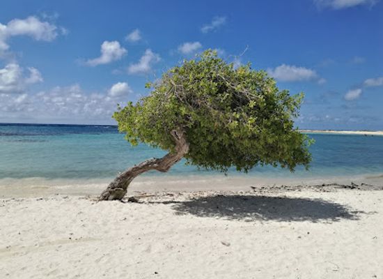 aruba/eagle-beach/landmark/natural-bridge-aruba