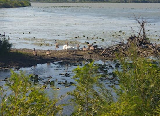ohio/great-black-swamp/landmark/magee-marsh-wildlife-area