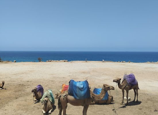 morocco/tangier-region/landmark/terrasse-des-dromadaires