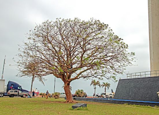 mexico/veracruz/landmark/la-parroquia-de-veracruz