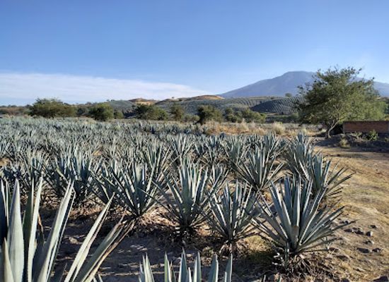 mexico/tequila-valley/landmark/campo-agavero-turistico
