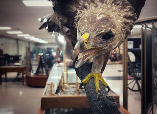oklahoma/panhandle/landmark/no-man-s-land-museum