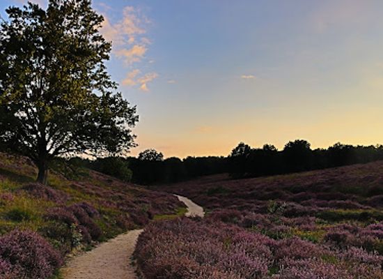 netherlands/veluwe/landmark/nationaal-park-veluwezoom