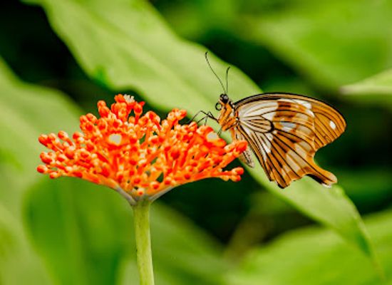 netherlands/drenthe-province/landmark/butterfly-paradise-papiliorama