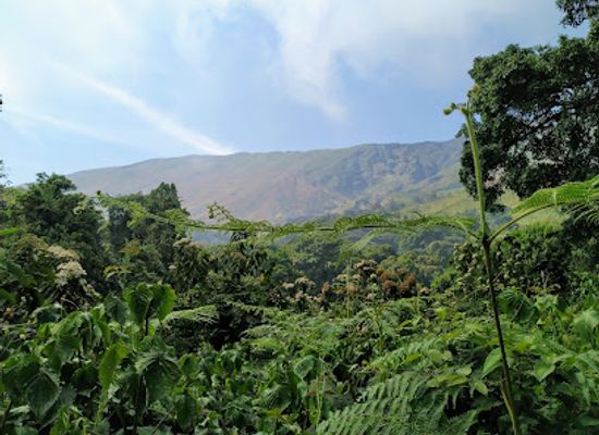 cameroon/grassfield-region/landmark/mount-cameroon-national-park
