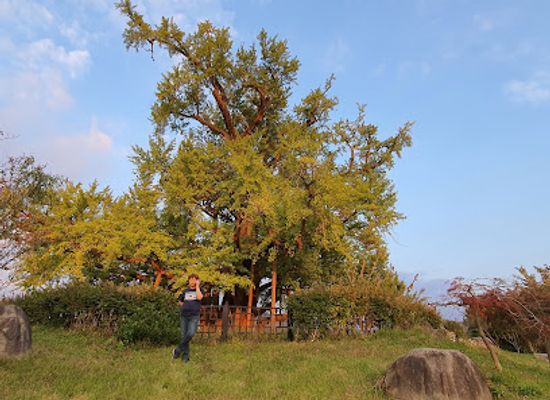 south-korea/gwangju/landmark/gwangju-chilseokdong-eunhaengnamu