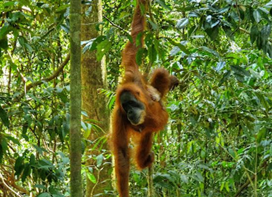 indonesia/aceh/landmark/mount-leuser-national-park