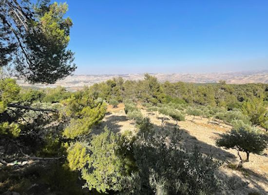 jordan/dibeen-forest/landmark/dibben-matrix