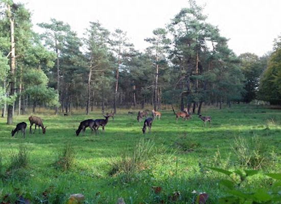 netherlands/veluwe/landmark/wildhut