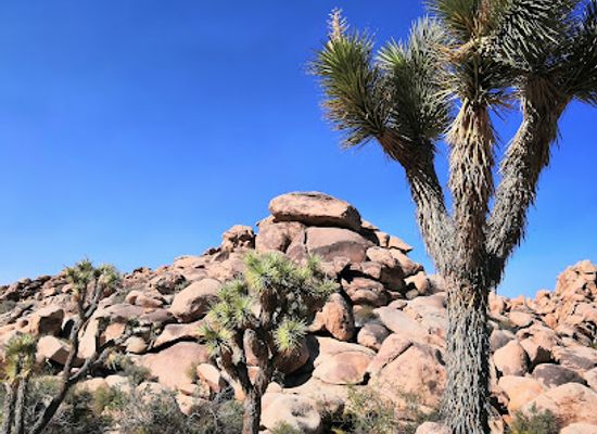 california/joshua-tree-national-park/landmark/cottonwood-visitor-center