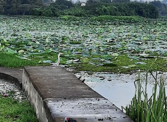 sri-lanka/colombo/landmark/attidiya-bird-sanctuary