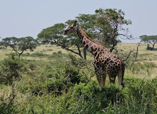 uganda/murchison-falls-national-park/landmark/murchison-falls-national-park-bugungu-gate
