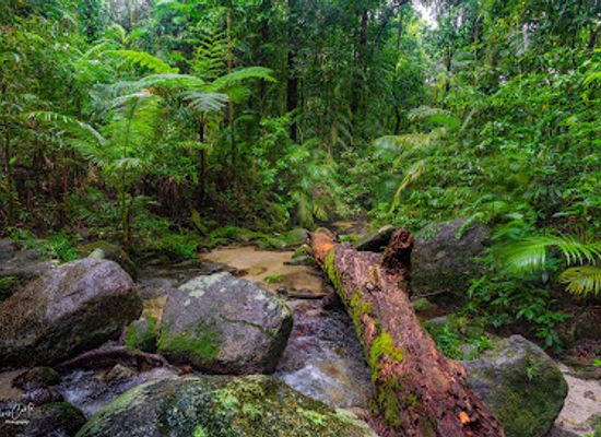 australia/daintree-rainforest/landmark/mossman-gorge-cultural-centre
