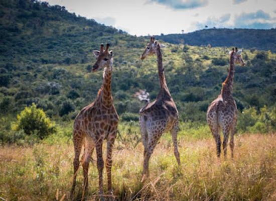 south-africa/hluhluwe-imfolozi-park/landmark/hluhluwe-umfolozi-safaris