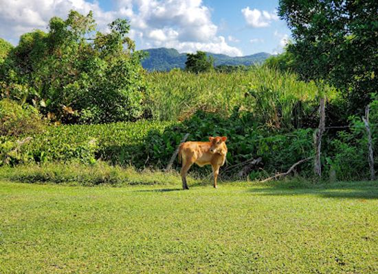 jamaica/negril-area/landmark/negril-hills-golf-club