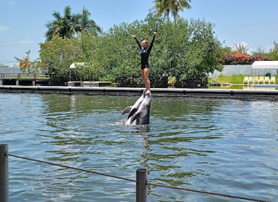 florida/key-largo/landmark/florida-keys-swim-with-dolphin-tours-and-tickets