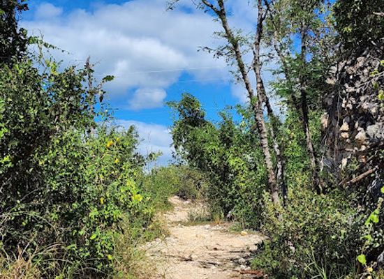 puerto-rico/yunque-national-forest/landmark/guanica-state-forest