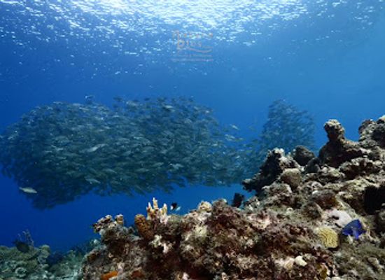 curacao/westpunt/landmark/statue-of-neptune