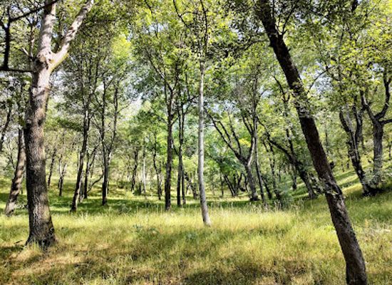 kyrgyzstan/fergana-valley/landmark/walnut-forest