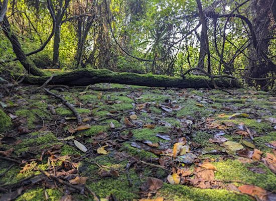 rwanda/volcanoes-national-park/landmark/buhanga-eco-park