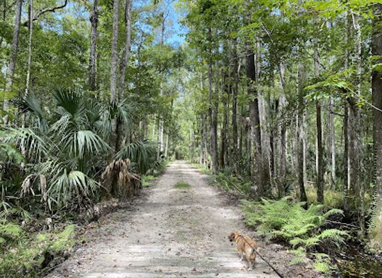 florida/nature-coast/landmark/chassahowitzka-wildlife-management-area