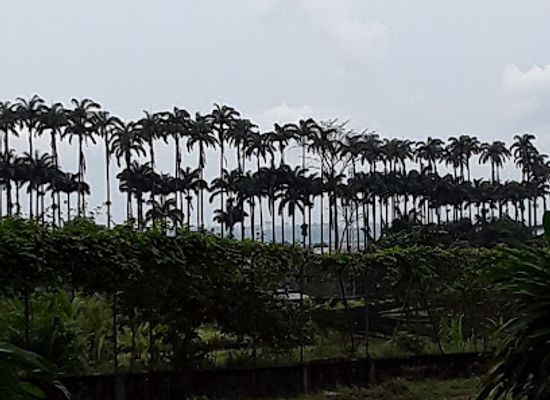 equatorial-guinea/mbini/landmark/finca-sampaka