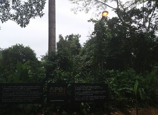 cameroon/east-region/landmark/parc-de-la-mefou-ape-action-africa