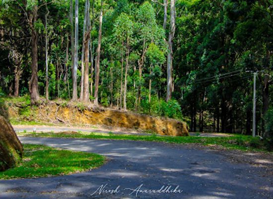 sri-lanka/horton-plains-national-park/landmark/udaveriya-estate