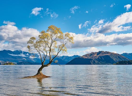 new-zealand/wanaka/landmark/thatwanakatree