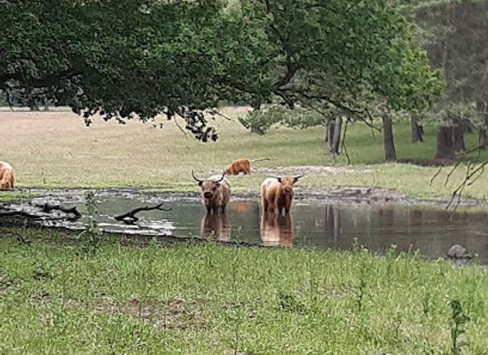 netherlands/hoge-veluwe-national-park/landmark/de-braak-nationaal-park-veluwezoom