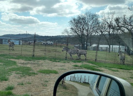 arkansas/northwest-arkansas/landmark/eureka-springs-safari-park