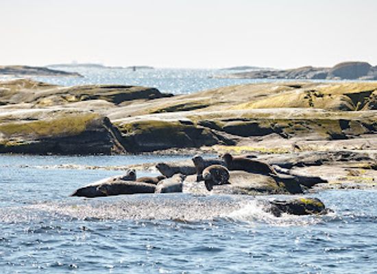 sweden/gothenburg-archipelago/attraction/kastor-boat-trips