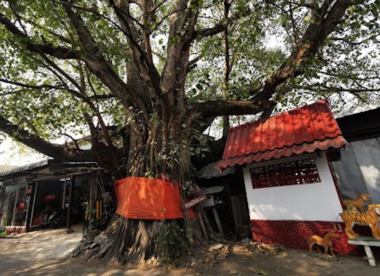 thailand/doi-suthep-pui-national-park/landmark/big-old-tree