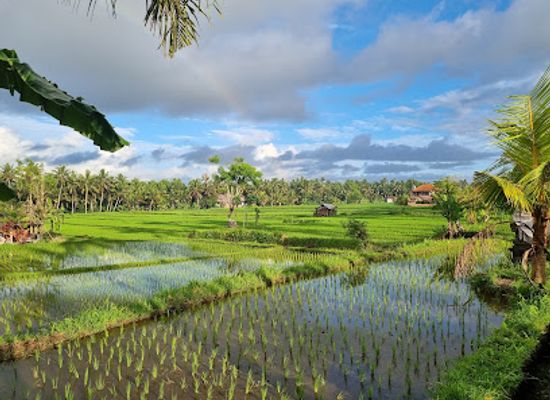 indonesia/ubud/landmark/kajeng-rice-field